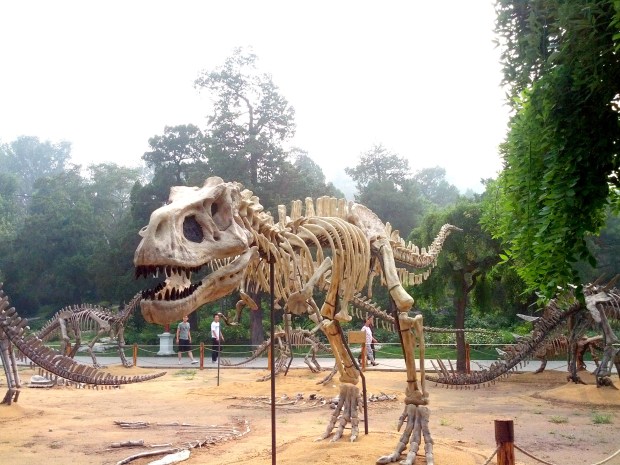 Dinosaur Fossil Beijing