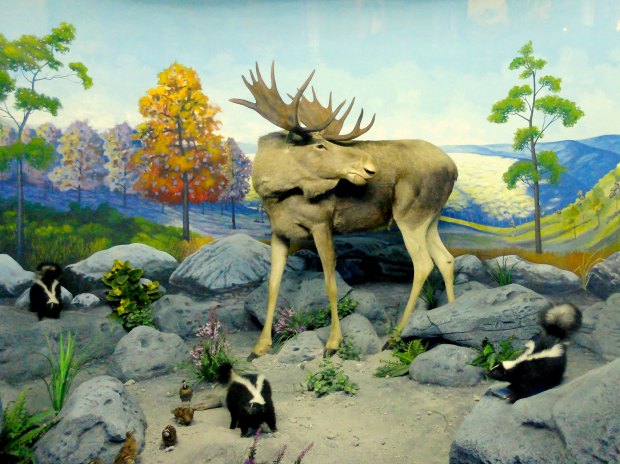 Museum Satwa Diorama