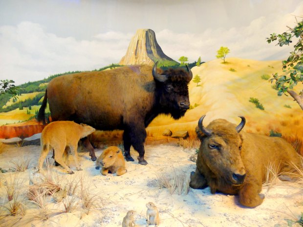 Museum Satwa Diorama