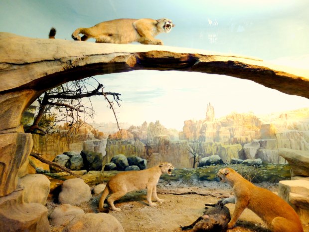 Museum Satwa Diorama
