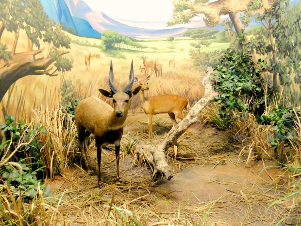 Museum Satwa Animal