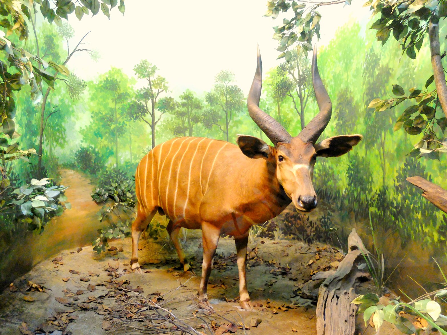 Museum Satwa Diorama