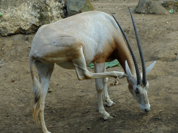Batu Secret Zoo Savannah