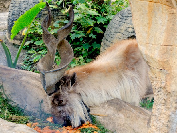 Batu Secret Zoo Savannah