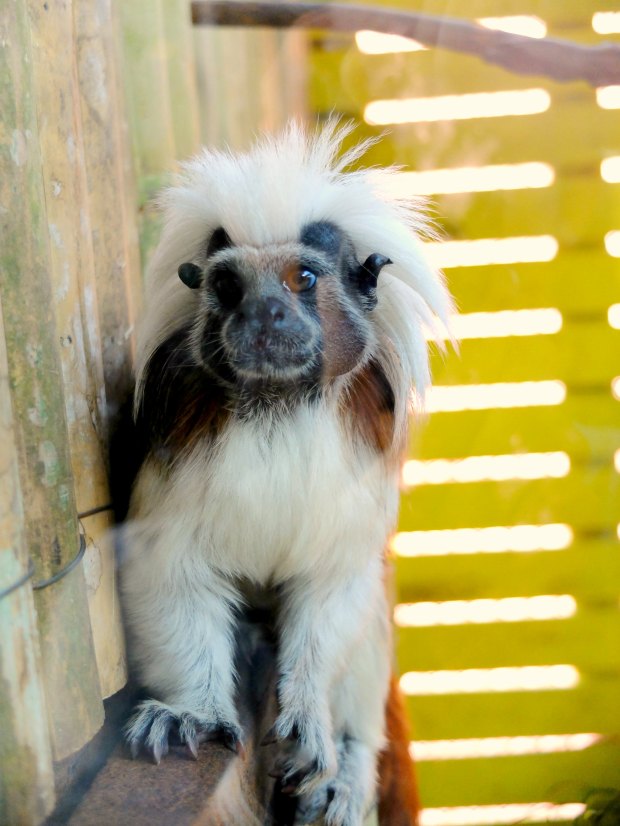 Batu Secret Zoo Animal