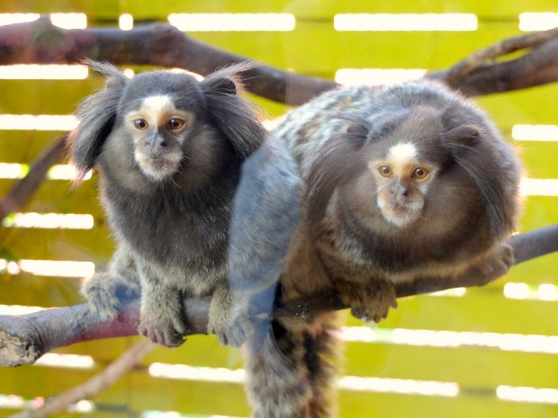 Batu Secret Zoo Animal