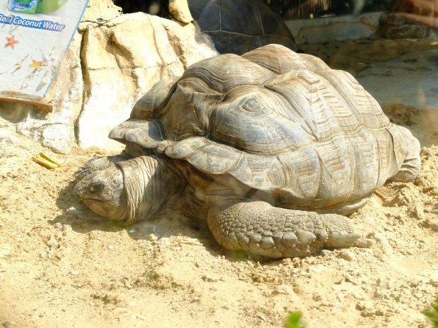 Batu Secret Zoo Animal