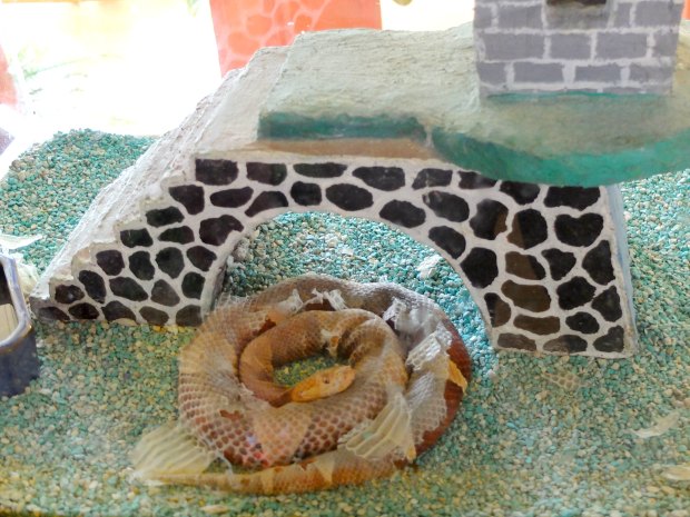 Batu Secret Zoo Animal