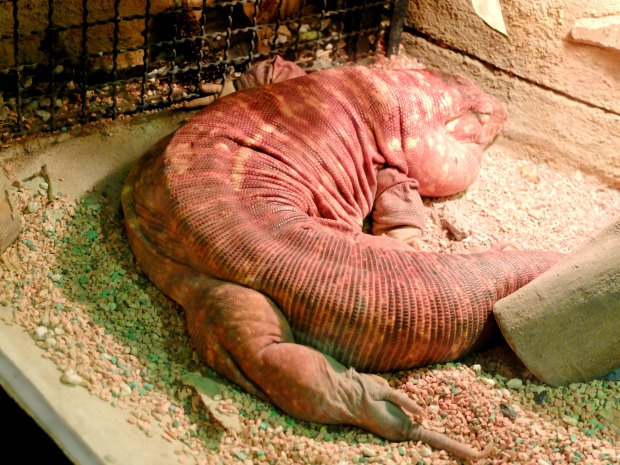 Batu Secret Zoo Animal