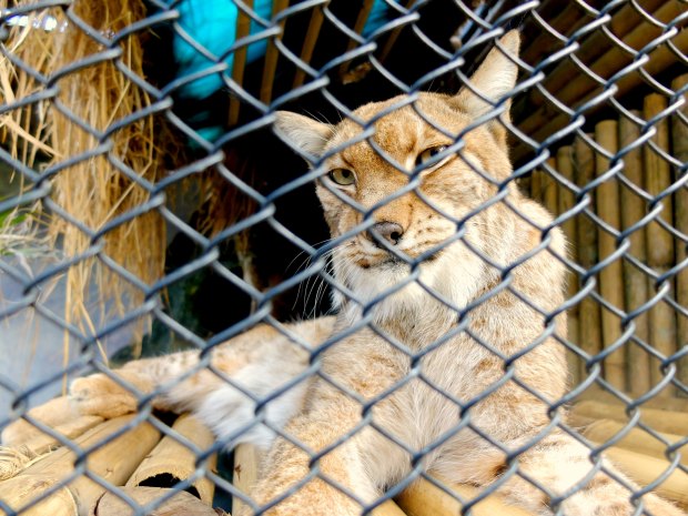 Tiger Batu Secret Zoo