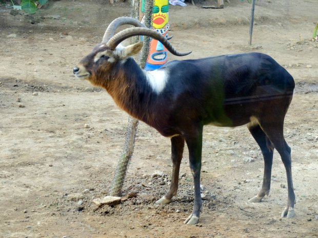 Batu Secret Zoo Savannah