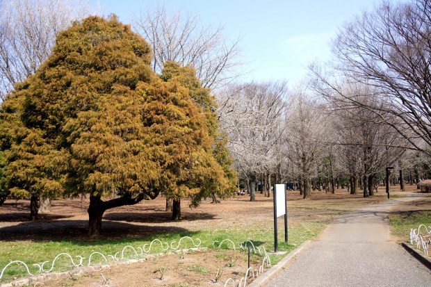 Yoyogi Park Tokyo