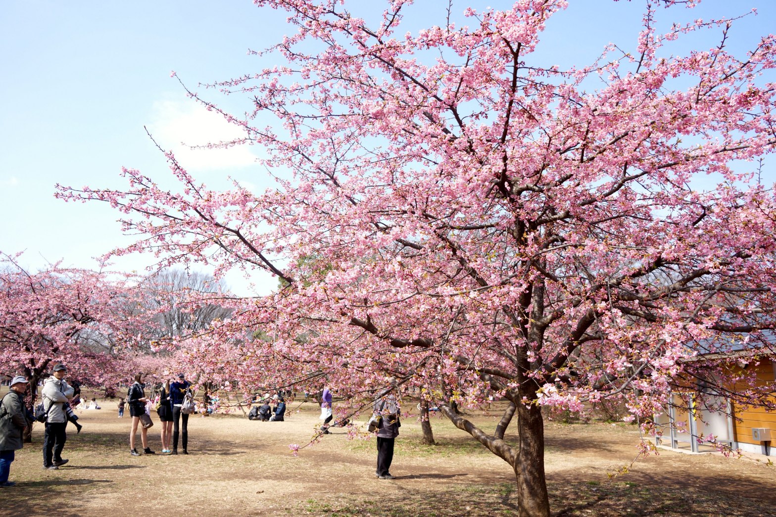 Sakura at Yoyogi Park