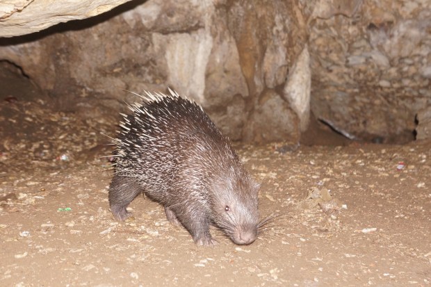 Pangandaran National Park