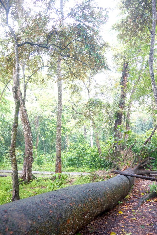 Cagar Alam Pangandaran