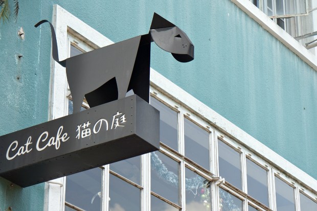 Neko No Niwa Cat Cafe Singapore