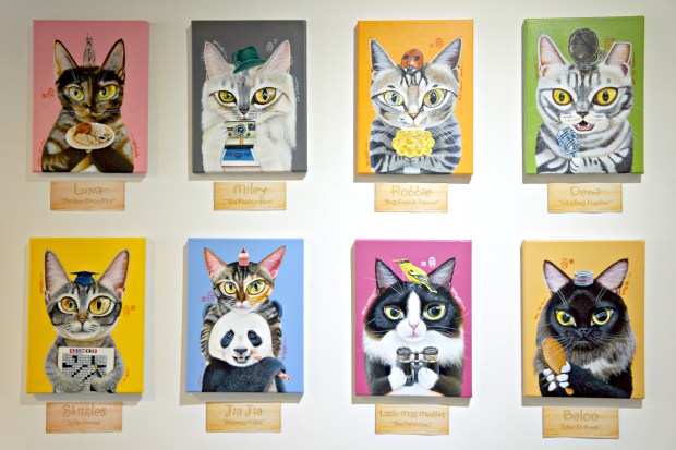 Niko No Niwa Cat Cafe Singapore