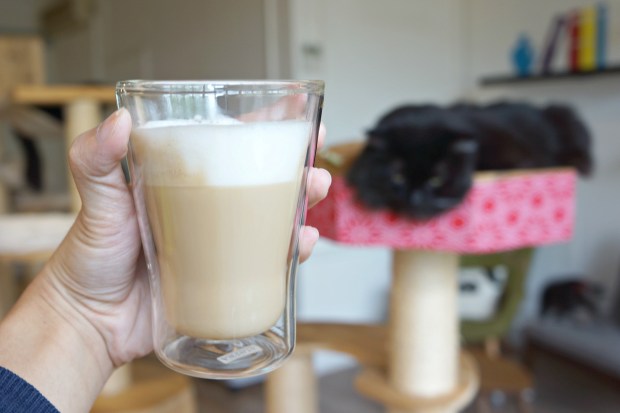 Neko No Niwa Cat Cafe Singapore