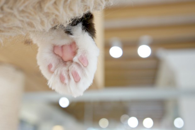 Neko No Niwa Cat Cafe