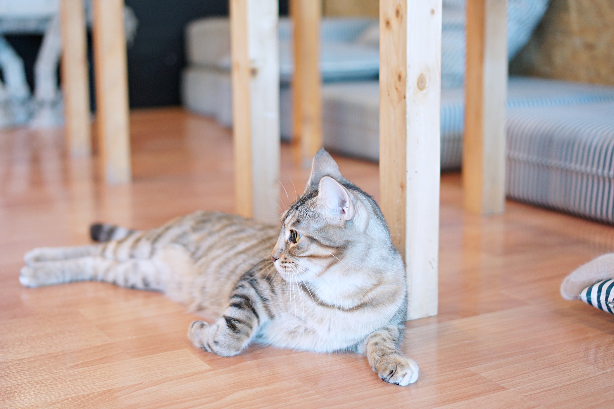 Catmosphere Cat Cafe Chiang Mai