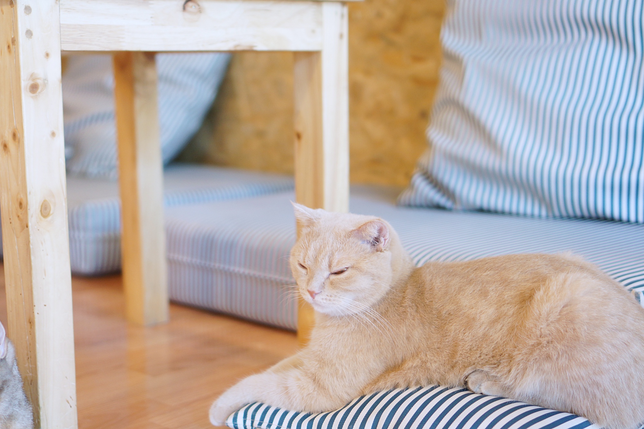 Catmosphere Cat Cafe Chiang Mai