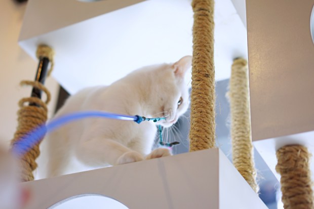 Catmosphere Cat Cafe Chiang Mai