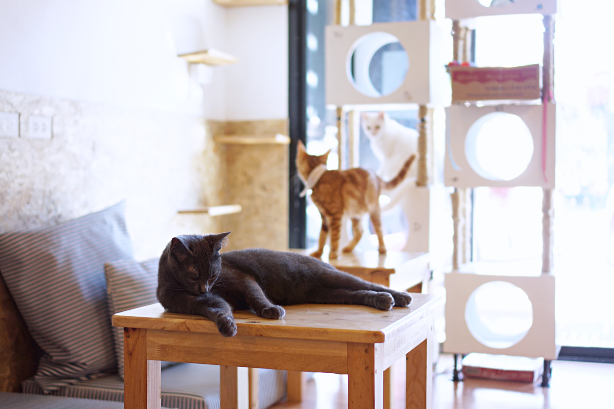 Catmosphere Cat Cafe Chiang Mai