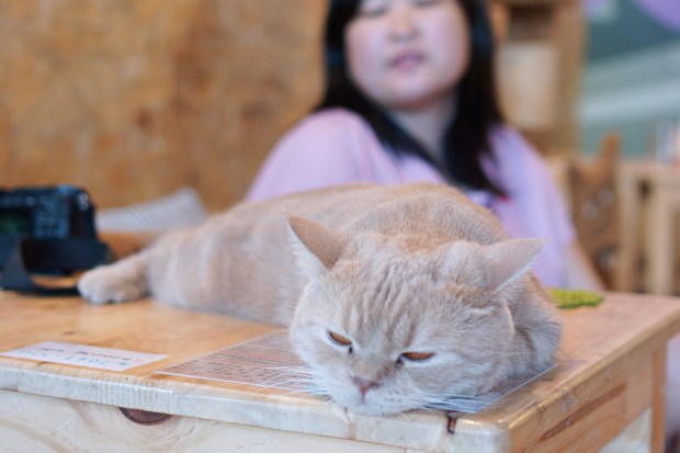 Cat Cafe in Chiang Mai