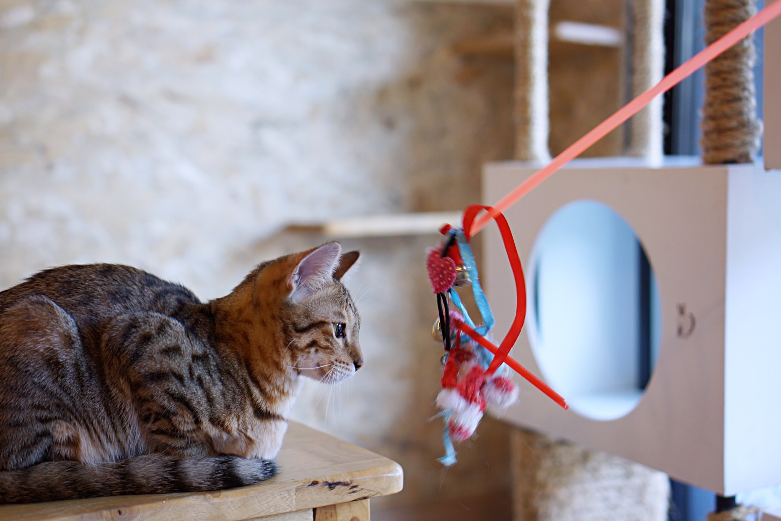 Catmosphere Chiang Mai