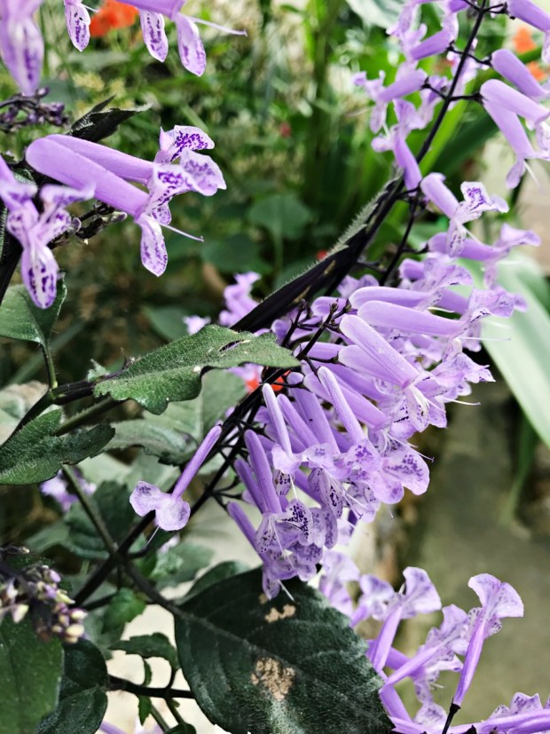 Flowers at Butterfly Farm