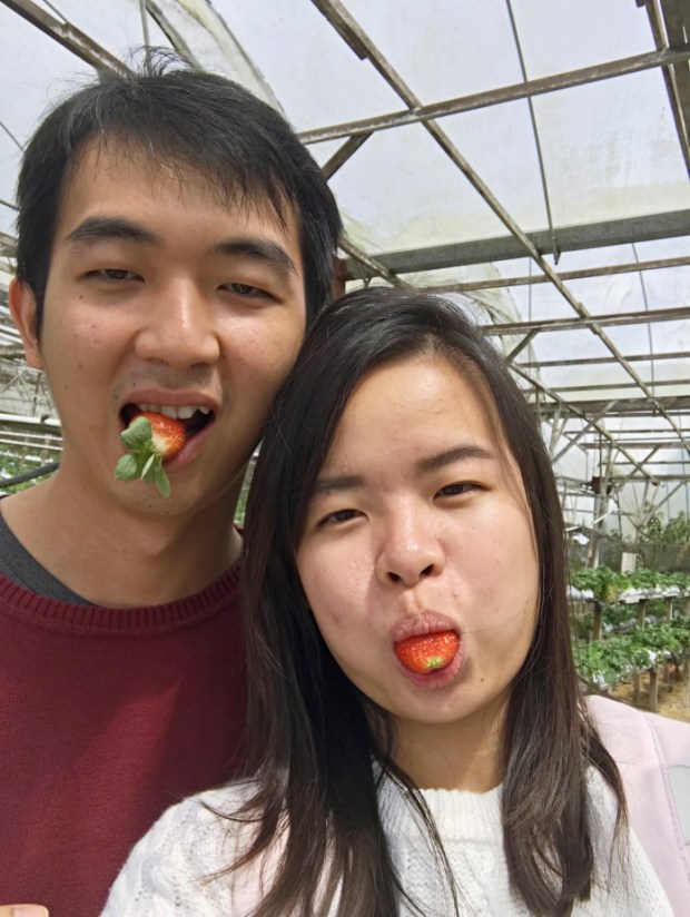 Strawberry at Cameron Highland