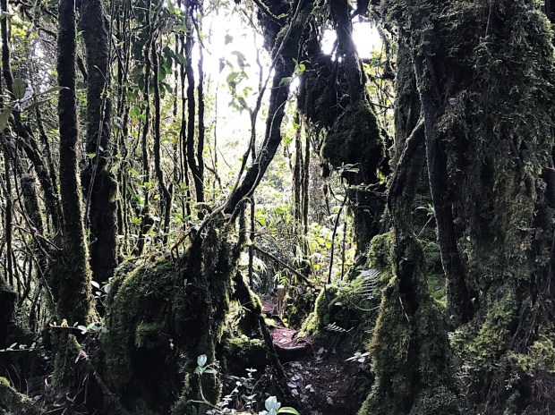 Mossy Forest Cameron Highland