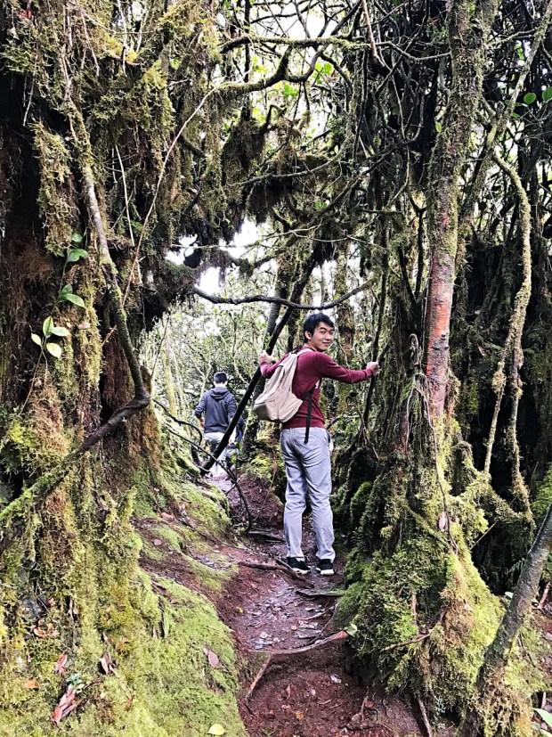 Mossy Forest Cameron Highland